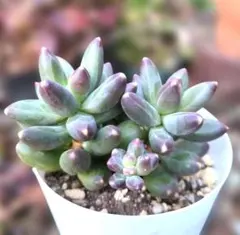 シオン様 リクエスト 4点 まとめ商品