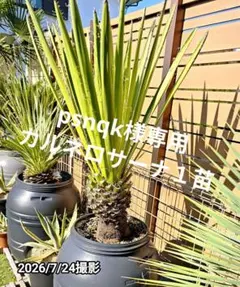 psnqk様専用　カルネロサーナ１苗のサムネイル