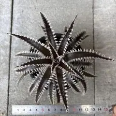 Dyckia Double Dragon - メルカリ