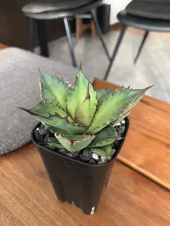 2026年最新】アガベ ブラックファイヤーの人気アイテム - メルカリ