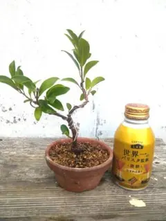 2026年最新】ガジュマル盆栽の人気アイテム - メルカリ