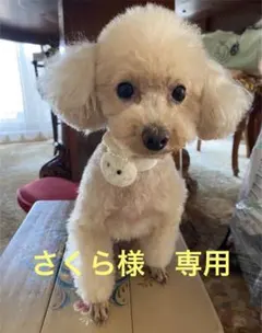 さくら様　専用　ワンコ服