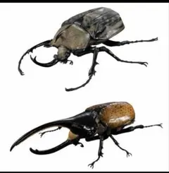 いきもの大図鑑アドバンス　ギアスゾウカブト　ヘラクレス・タカクワイ