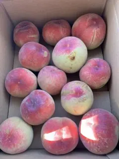 496.お買得福島産 朝採り硬め桃 箱込み2.5kg訳あり家庭用　玉数おまかせのサムネイル