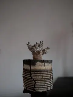 フラワー・ガーデニング Invisible ink. WOODLAND THE BASE フラワー・ガーデニング Invisible ink. WOODLAND THE BASE