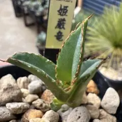 2026年最新】アガベ 親株の人気アイテム - メルカリ