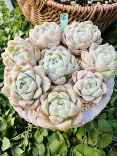 ❃⑥ヒューミリス　カット苗　多肉植物 エケベリア