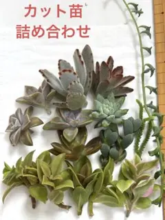 カット苗詰め合わせ　11品種　17苗74g以内　多肉植物　寄せ植え