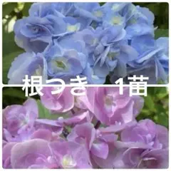 2026年最新】紫陽花の人気アイテム - メルカリ