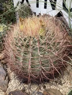 2025年最新】金冠竜の人気アイテム - メルカリ