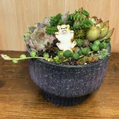 わんちゃん　多肉植物寄せ植え　そのまま飾れる　多肉植物　観葉植物