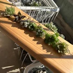 多肉　ハオルチア　７種類セット