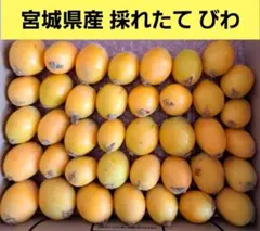 Junko様専用 千葉県産びわ1キロ 農薬未使用 - メルカリ