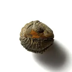 三葉虫の化石 美麗 モロッコ産 モロコプス・スピニファー 本物保証