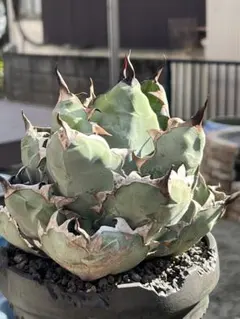 2025年最新】イラン株 アガベの人気アイテム - メルカリ