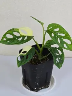 ゆうちゃん様 リクエスト 4点 まとめ商品