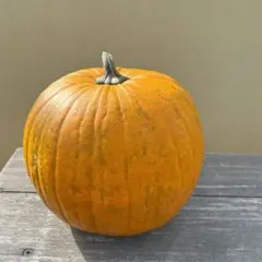 ハロウィン かぼちゃ 本物