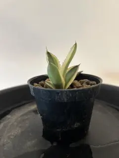 HARU‼️ 華厳、五色万代 Amazon.co.jp: 多肉植物 ：アガベ 五色万代*L: ホーム＆キッチン