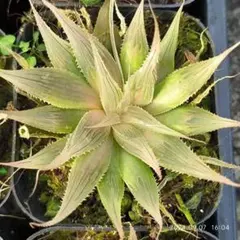 ♡※前Dc1007 未使用保管品 FLAVIA フラビア 植木鉢 ITALY - メルカリ