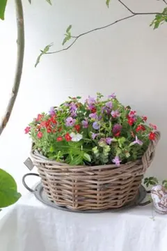 とっても強い♡ブロンズリーフとビタミンカラーの籠寄せ植え とっても強い♡ブロンズリーフとビタミンカラーの籠寄せ植え | Mercari