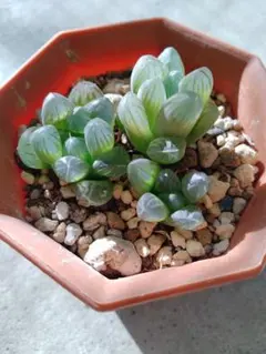 2025年最新】ハオルチア 玉露の人気アイテム - メルカリ