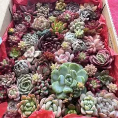 【42】多肉植物 カット苗 詰め合わせ 寄せ植えセット■SALE■