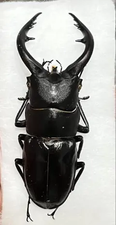 トクノシマノコギリ♂標本セット トクノシマノコギリ♂標本セット - メルカリ