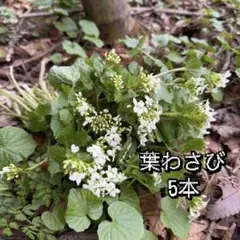 2026年最新】わさび 苗の人気アイテム - メルカリ