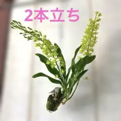 本日入荷⭐️グラマトフィラム⭐️3本アーチ仕立て② - メルカリ