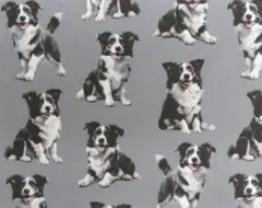 【ゆきちゃん限定】X1697-2 ボーダーコリー グレー コットン生地 1m