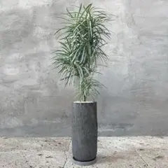 tino エバーフレッシュ 曲がり仕立て バルーン陶器鉢 植え込み発送 tino様専用 エバーフレッシュ 曲がり仕立て バルーン陶器鉢 植え込み