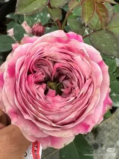 Phạm Trinh様 リクエスト 2点 まとめ商品