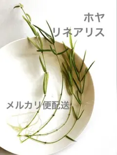 ☘観葉植物☘ホヤ リネアリス ⑩抜き苗 - メルカリ