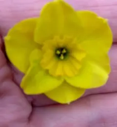 みゅ～。様専用ミニ水仙 8球 ⑪2セット