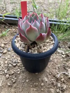 多肉植物 中里リンゼアナ自家受粉種子⑨ - メルカリ