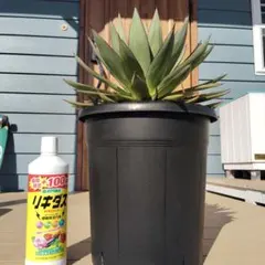 2025年最新】アガベ ブルーグローの人気アイテム - メルカリ