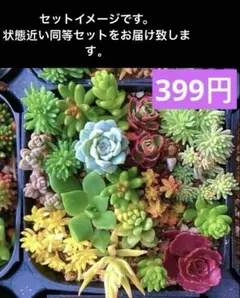セダム　寄せ植えカット苗 詰め合わせ カラフルセット399円‼️のサムネイル