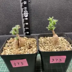 373.塊根植物　トリコディアデマ ブルボスム 姫紅小松　２株セットのサムネイル