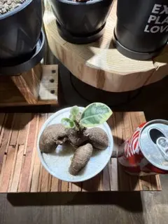 2025年最新】パンダガジュマル斑入りの人気アイテム - メルカリ