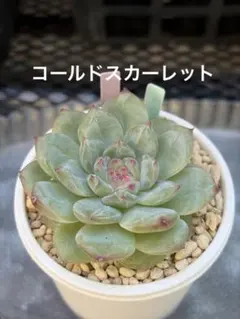 ❣️コールドスカーレット❣️現品 エケベリア 寄せ植え 多肉弁当 多肉植物