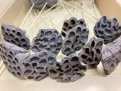 蓮台ピック　20本　ハスピック