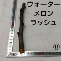 ⑫◇イチジク穂木1本◇ウォーターメロンラッシュ⑫【親木の写真あり