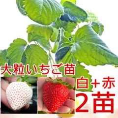 ①希少品種 白 白いいちご 白いちご いちご 苗 パインベリー - メルカリ