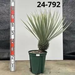 ユッカ ロストラータ【24-795】超美形 シルバーブルー - メルカリ