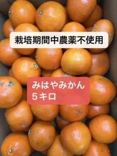 期間中農薬不使用！訳ありみはやみかん！甘くて美味しい！箱込5キロ