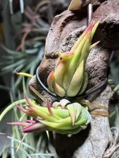 2026年最新】ionantha nizandaの人気アイテム - メルカリ