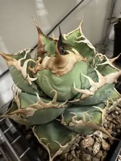 2026年最新】オアハカ 実生の人気アイテム - メルカリ