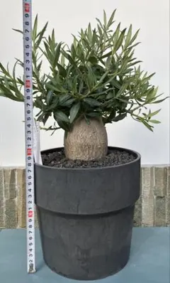 2026年最新】パキプス 鉢の人気アイテム - メルカリ