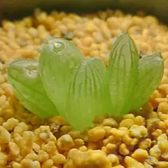 多肉植物 ハオルチア 姫オブツーサ錦 透明窓 超美品 糊斑 - メルカリ