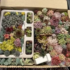 ②多肉植物カット苗詰め合わせ セダムセット